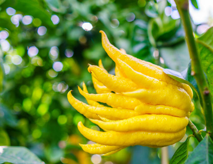 Buddha's Hand